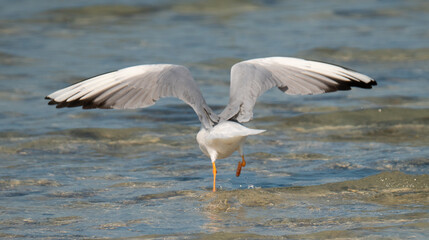 Sea gull migratory bird in the shore of qatar during the beginning of winter season. selective fcus