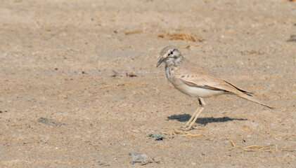 greater hoopoe lark in the shore of qatar in the beginning of winter season. Selective focus