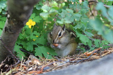 Naklejka na ściany i meble A chipmunk nibbles a nut on the background of a yellow flower