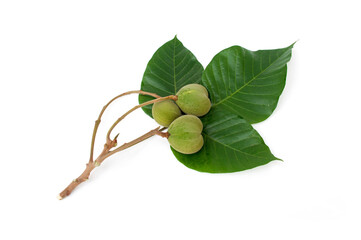 Santol fruit isolated on white background.