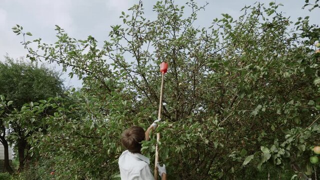 Caucasian man in gloves and a mask uses fruit picker to harvest apples from an apple tree.