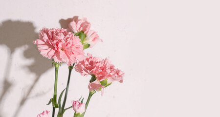 White background with pink carnation flowers. Copy space