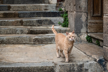 Le chat