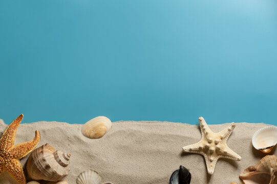 A composition with seashells and starfish on the light blue background