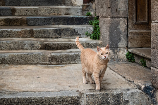 comment attirer un chat errant