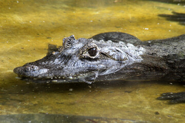 Obraz premium Krokodilkaiman