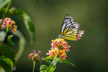 Fototapeta na wymiar Indian Common Jezebel butterfly sitting on flower