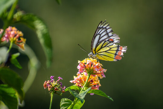 Indian Common Jezebel butterfly sitting on flower