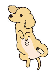 犬の臍ヘルニア　仰向け