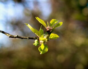 apple blossom in spring