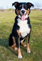 portrait of a black and white dog