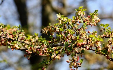 blossoming tree in spring