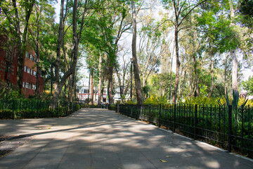 Peaceful park with trees and bushes in Mexico City