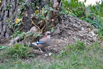 Eichelhäher im Garten