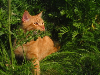 Patrzący rudy kot w zielonej trawie latem