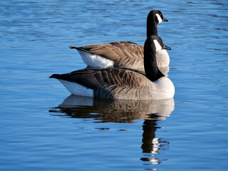 Canada geese swimming in the pond.The Canada goose (Branta canadensis) is a large wild goose with a black head and neck, white cheeks, white under its chin, and a brown body. 