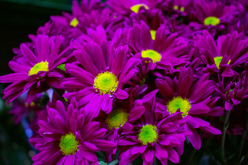 Fototapeta premium Cluster of beautiful purple daisies with blurry background