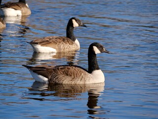 Canada geese swimming in the pond.The Canada goose (Branta canadensis) is a large wild goose with a black head and neck, white cheeks, white under its chin, and a brown body. 