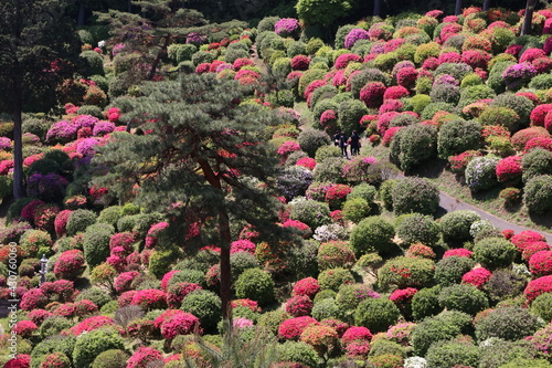 タイトル ツツジの咲く寺 塩船観音寺 東京 青梅にある志保船観音寺は 4月から5月にかけ 手入れされた庭園にたくさんのツツジが咲き 素晴らしい景観となる Wall Mural 哲雄 峯崎 タイトル ツツジの咲く寺 塩船観音寺 東京 青梅にある志保船観音寺は 4月から5月にかけ 手入れされた庭園にたくさんのツツジが咲き 素晴らしい景観となる Wall Mural 哲雄 峯崎