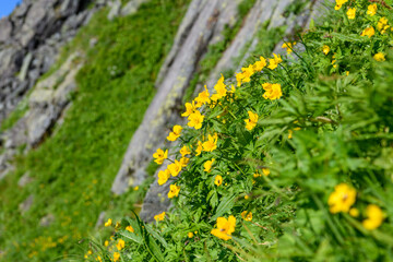 シナノキンバイ