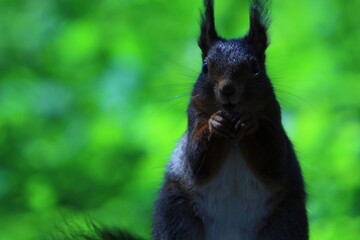 Naklejka na ściany i meble Eichhörnchen läßt sich beim fressen nicht stören