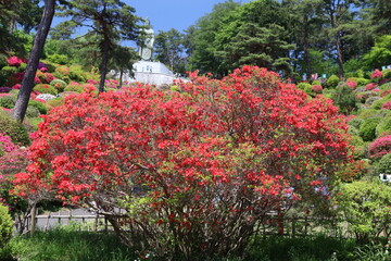 タイトル	
ツツジの咲く寺、塩船観音寺。つつじの中に立つ塩入平和観音。　　　東京・青梅にある志保船観音寺は、4月から5月にかけ、手入れされた庭園にたくさんのツツジが咲き、素晴らしい景観となる。