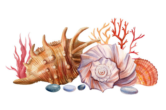 Seashells and coral on an isolated white background. Watercolor illustration, Marine design, postcards.