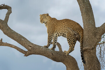 African Leopard (Panthera pardus) standing in acacia tree, Masai Mara, Kenya