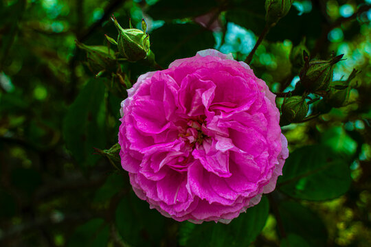 flor