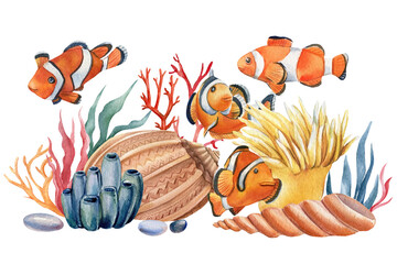 Clown fish and shells on an isolated white background. Watercolor illustration, Marine design, postcards. 