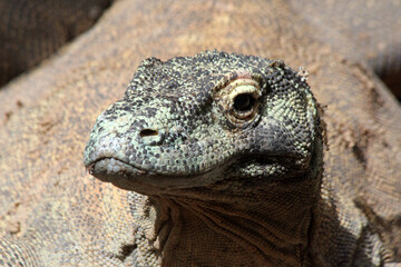 Komodowaran
