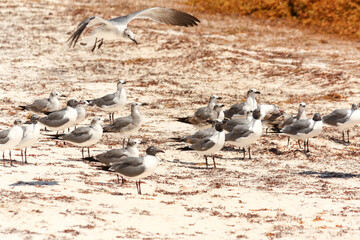 Flock of seagulls on the beach, Laughing gull, Leucophaeus atricilla, Riviera Maya, Mexico	
