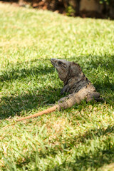 Black spiny-tailed iguana on the grass, Ctenosaura similis, Riviera Maya, Mexico