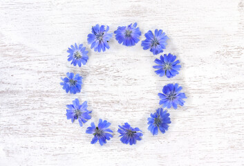 Blue flowers chicory ( Cichorium intybus ) on wooden painted white texture background with space for text. Top view, flat lay