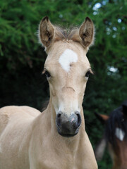 Obraz premium Welsh Pony Foal
