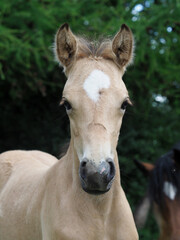 Welsh Pony Foal