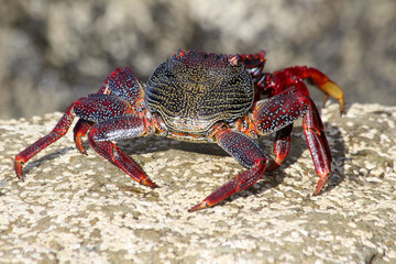 rote_Klippenkrabbe