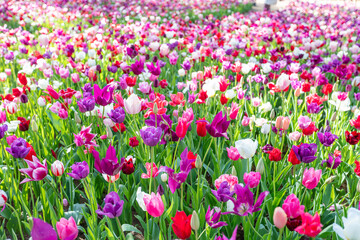 ひたち海浜公園のチューリップ