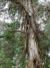 Original bark texture peeling from trunk of Eucalyptus tree or gum tree growing in Arboretum Park Southern Cultures in Sirius (Adler). Beautiful nature landscape for any design