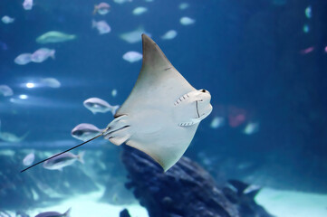 Fototapeta premium Impressive stingray fish showing its mouth arranged near its stomach of the genus Rhinoptera commonly known as the cownose rays of the family Rhinopteridae.