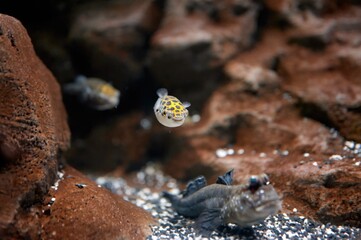 Spotted green pufferfish, Dichotomyctere nigroviridis, a fish in the tetraodontid family, one of the few species of freshwater pufferfish