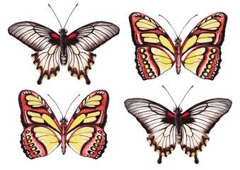 Watercolor illustration of four  fishnet butterflies yellow, red and gray colors isolated on white background
