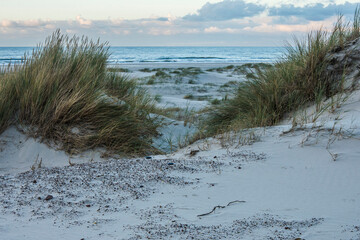 beach grass in the dunes of the Isle of Vlieland near the Northsea
