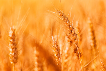Harvest ready wheat field in summer