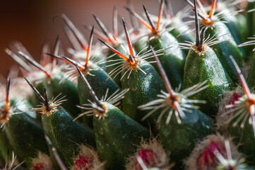 Macro detail photo  to beauty wild cactus, green, spiky, pink purple flowers on spring