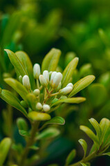 Green and yellow leaves. Outdoor photo shot with blurred background