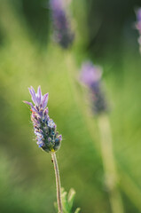Wild meadow spring lavander flowers, in macro photography.