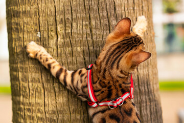 bengal cat on a tree