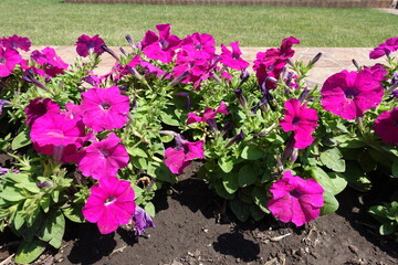 Naklejka premium Florescence of magenta colored petunias in mid June