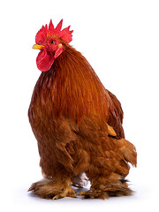 Adult Buff Black Columbia Cochin rooster, standing facing front. Head turned side ways. Isolated on a white background.